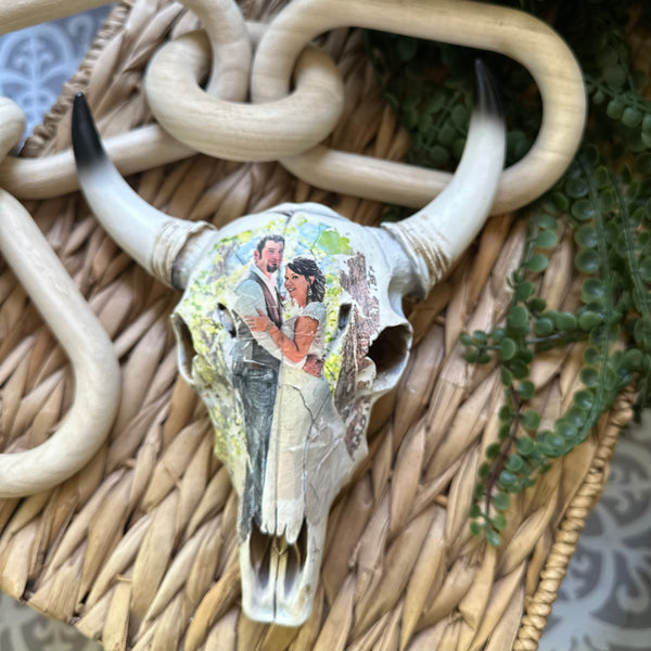 Cow Skull Photo